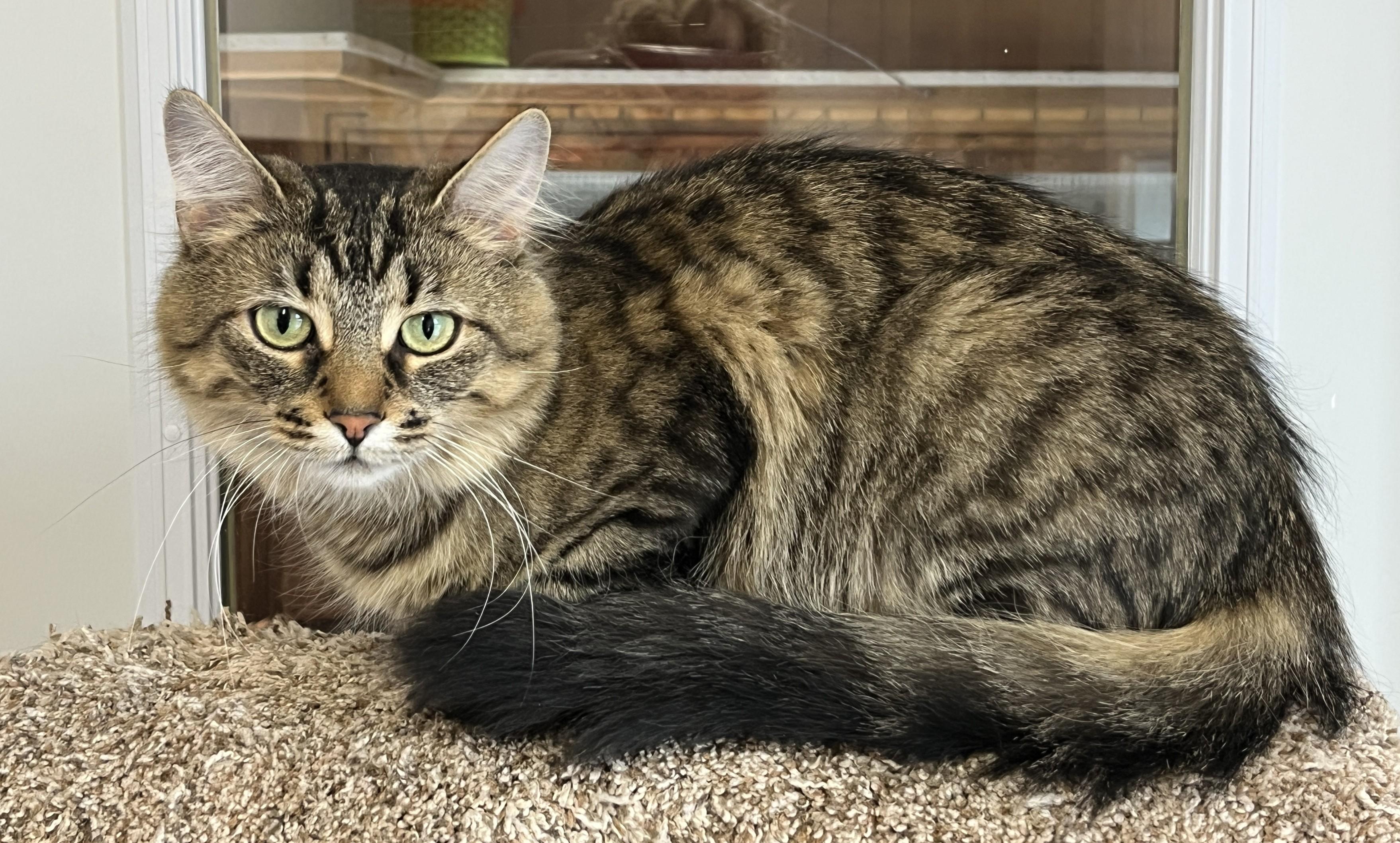 VIVA (CR/SC), an adopted Domestic Medium Hair in Sainte-Angele-de-Monnoir, QC image 2/6