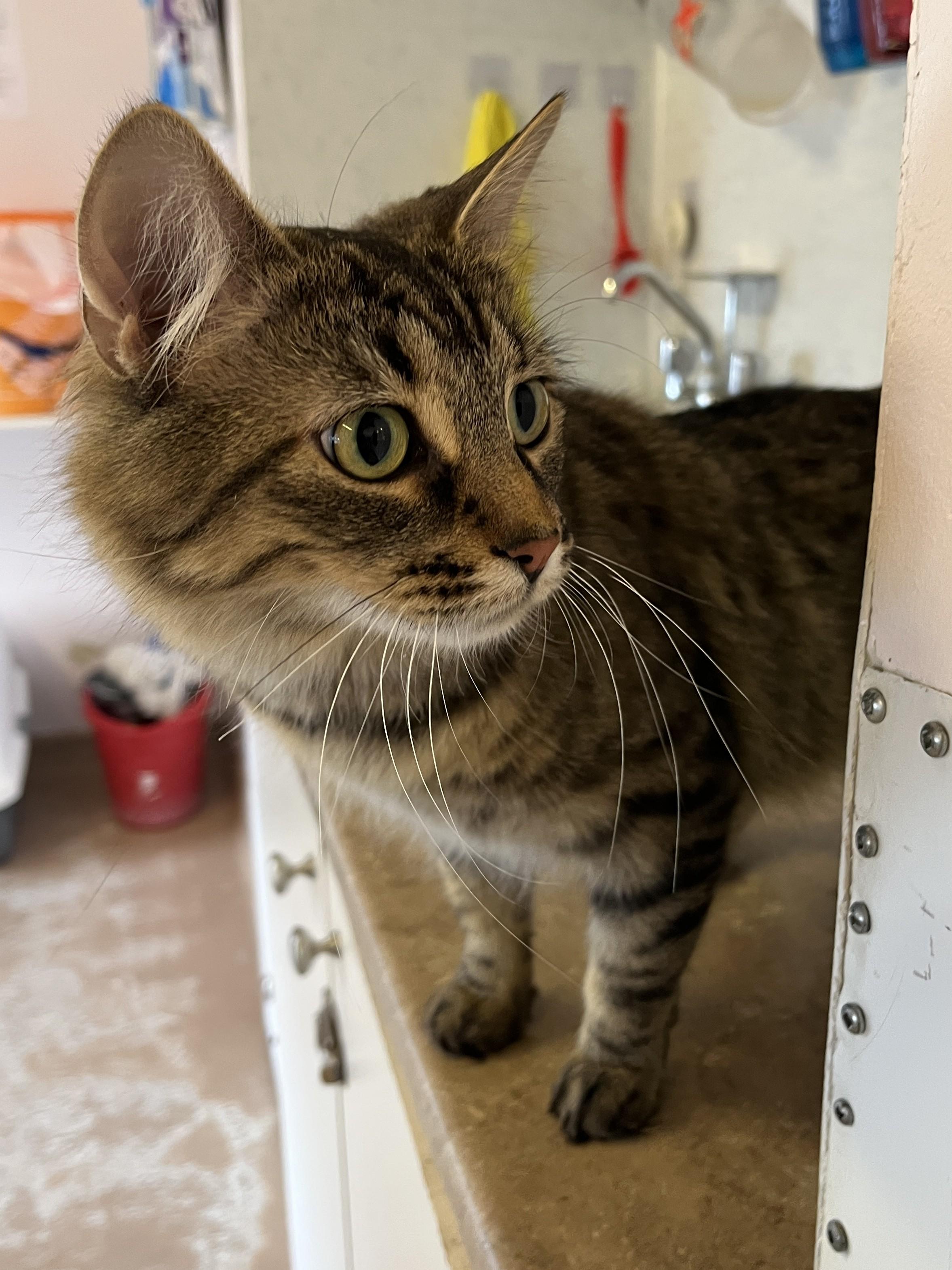 VIVA (CR/SC), an adopted Domestic Medium Hair in Sainte-Angele-de-Monnoir, QC image 5/6