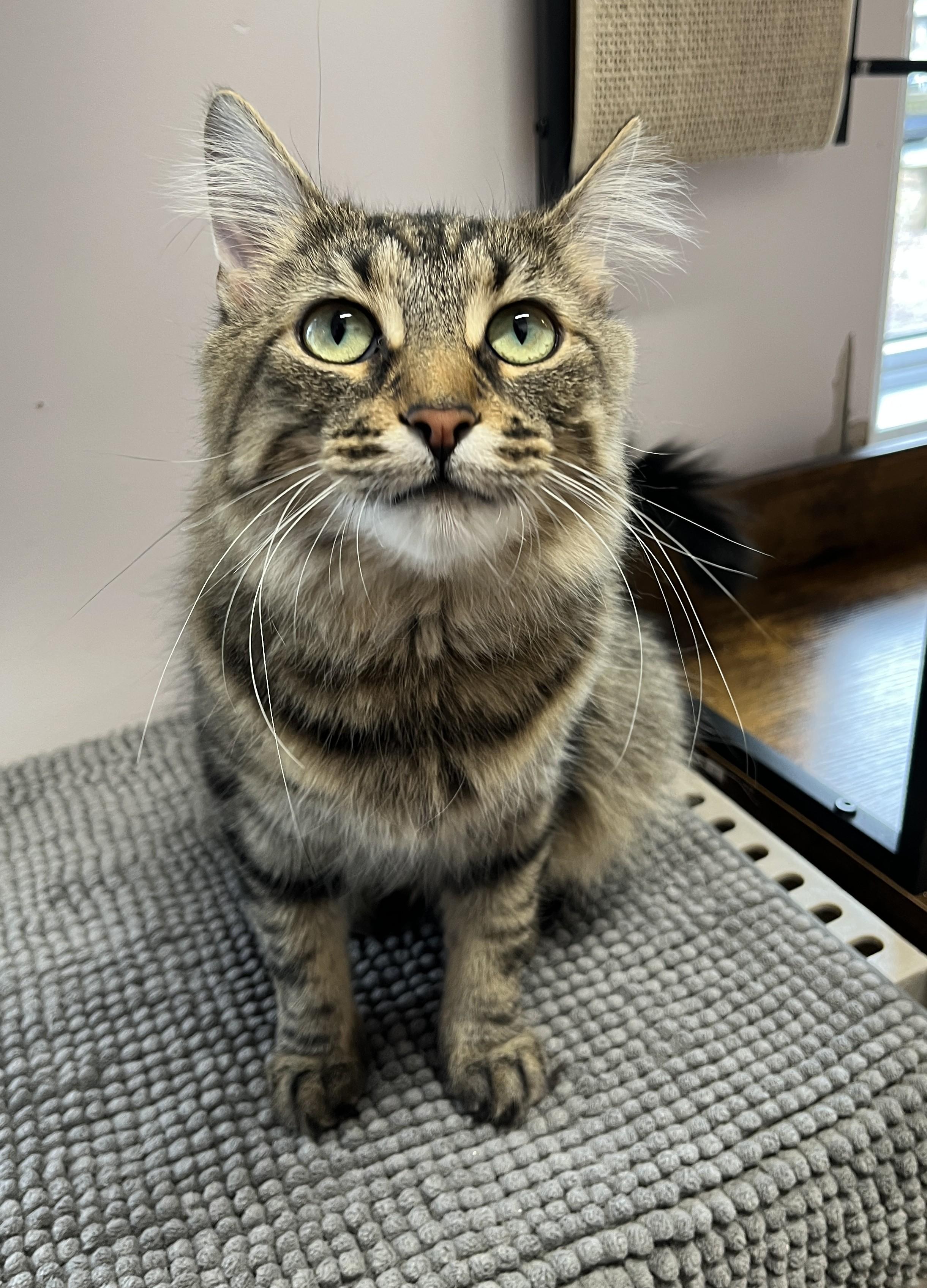 VIVA (CR/SC), an adopted Domestic Medium Hair in Sainte-Angele-de-Monnoir, QC image 4/6