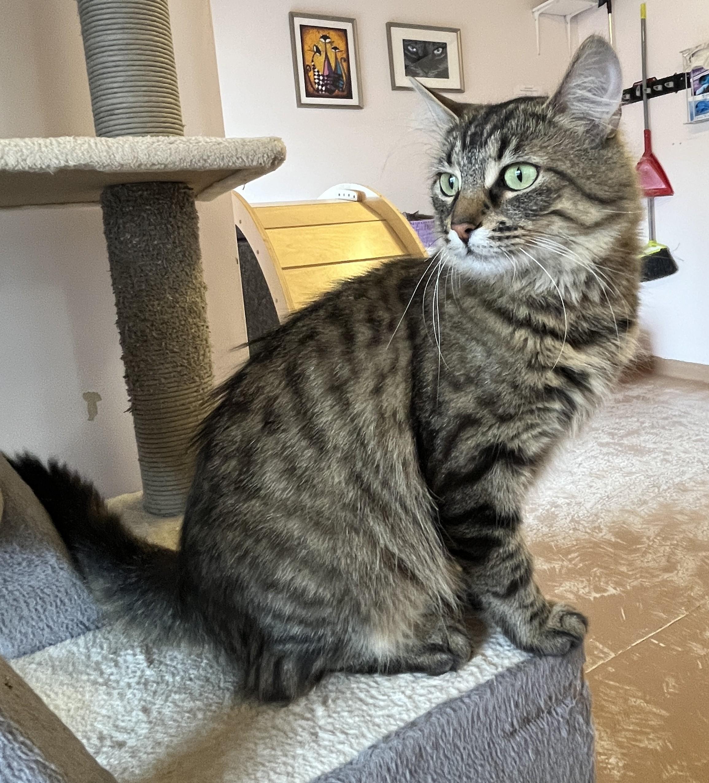 VIVA (CR/SC), an adopted Domestic Medium Hair in Sainte-Angele-de-Monnoir, QC image 3/6