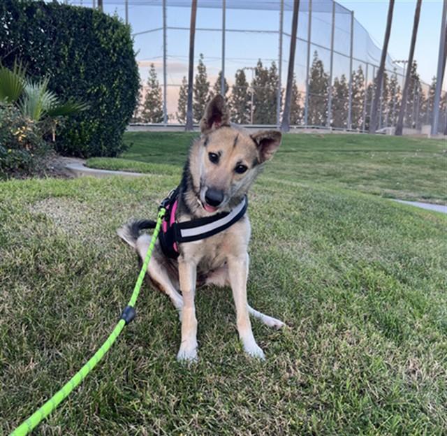 Enlarge AUTUMN, a Adoptable German Shepherd Dog in Rancho Cucamonga, CA image 1/1