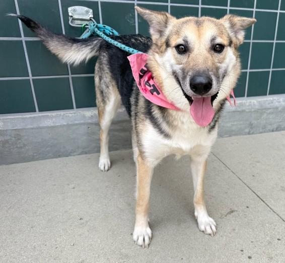 AUTUMN, Adoptable, Adult Female German Shepherd Dog.