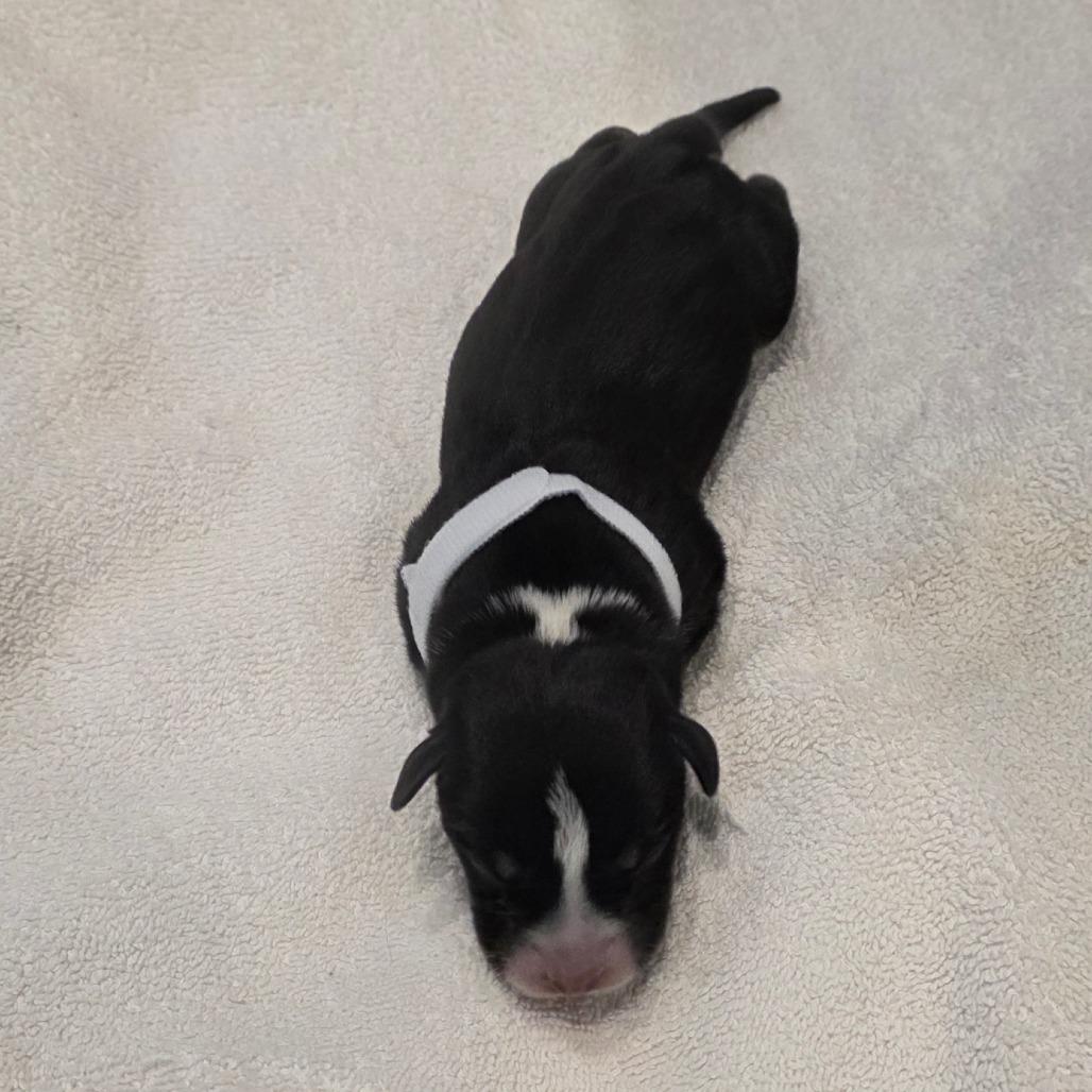 Enlarge Puppy 3, a Adoptable mixed breed in Chandler, AZ image 1/1