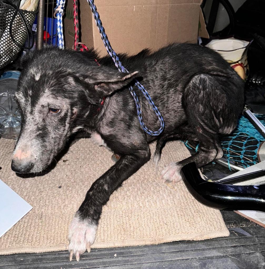 Katie, Adoptable, Adult Female Border Collie.