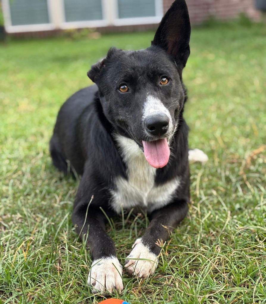 Enlarge Katie, a Adoptable Border Collie in The Woodlands, TX image 2/6