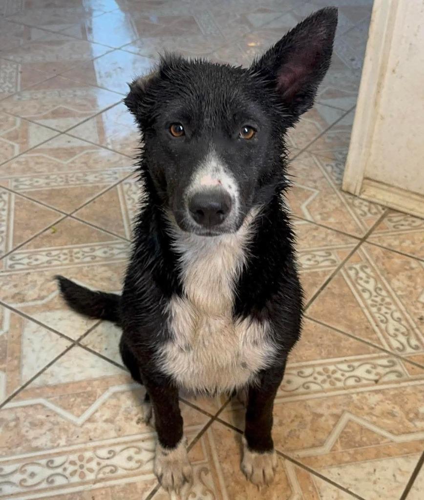 Enlarge Katie, a Adoptable Border Collie in The Woodlands, TX image 3/6