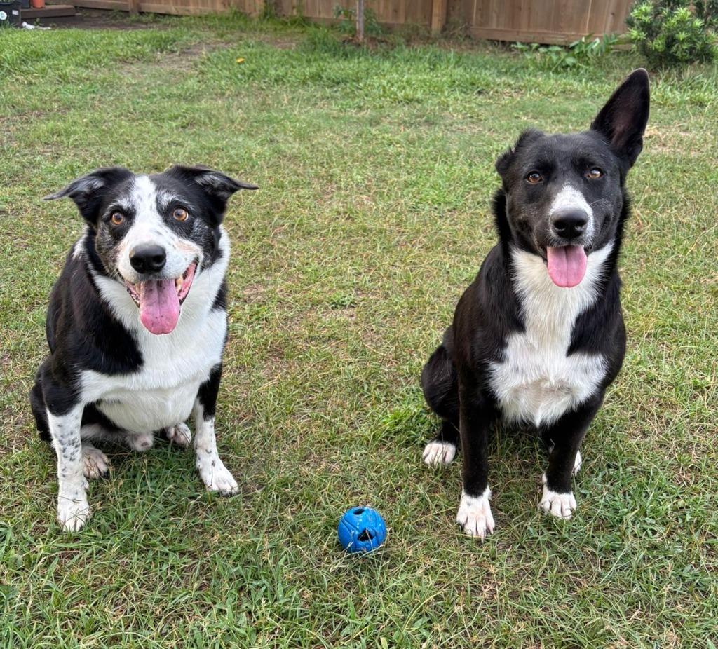 Enlarge Katie, a Adoptable Border Collie in The Woodlands, TX image 4/6