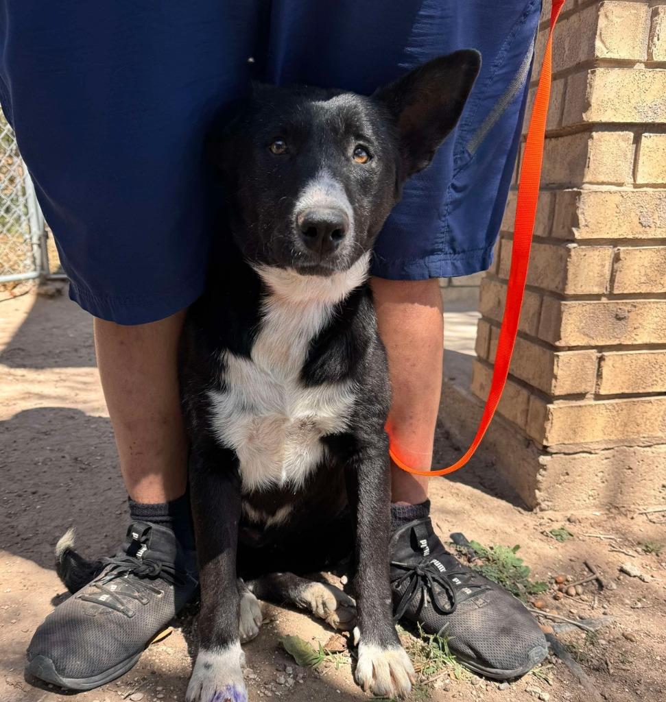 Enlarge Katie, a Adoptable Border Collie in The Woodlands, TX image 5/6