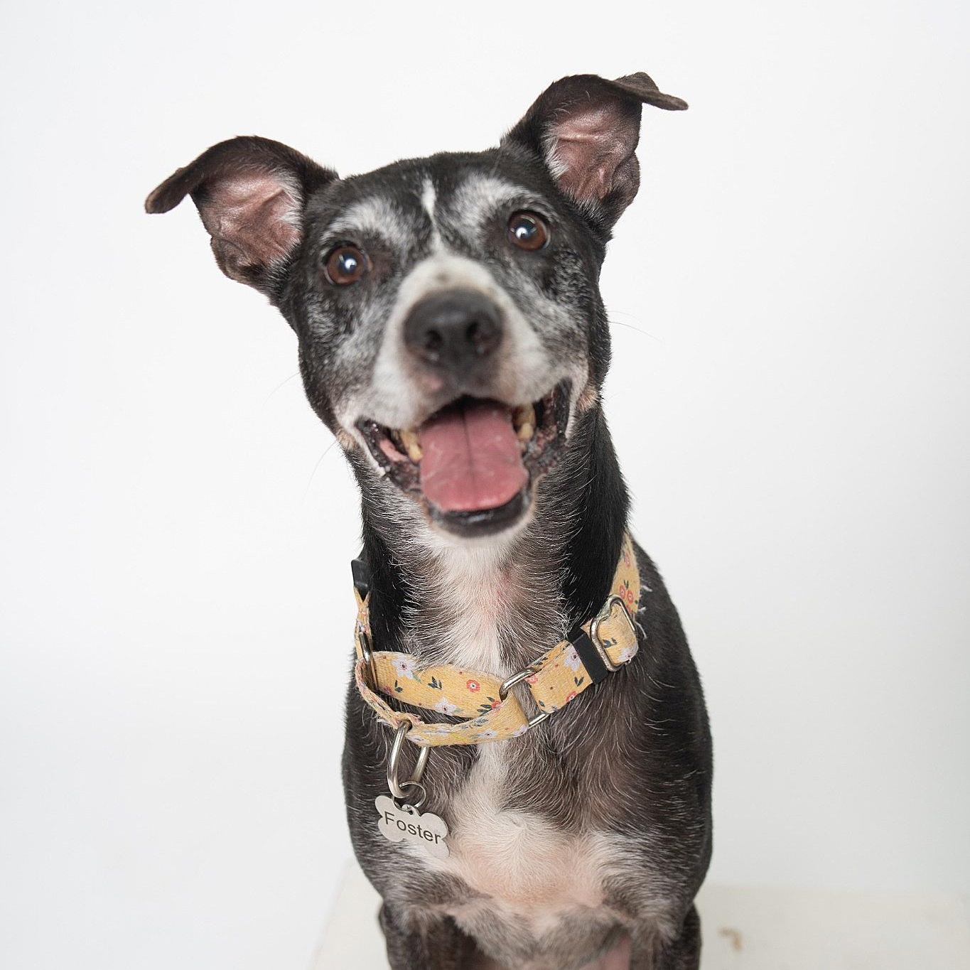 Enlarge Lilly, a Adoptable mixed breed in Wytheville , VA image 2/5