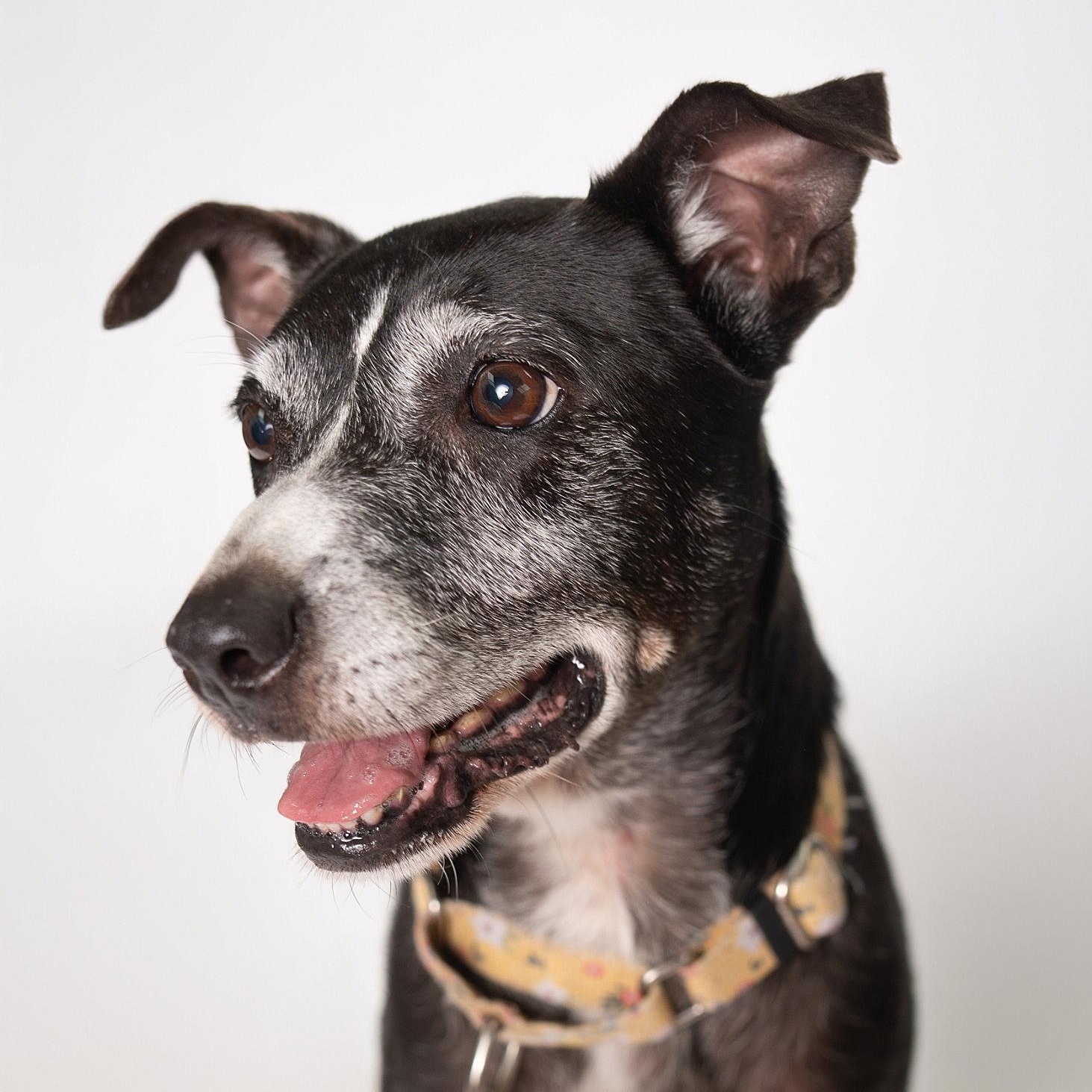 Enlarge Lilly, a Adoptable mixed breed in Wytheville , VA image 1/5
