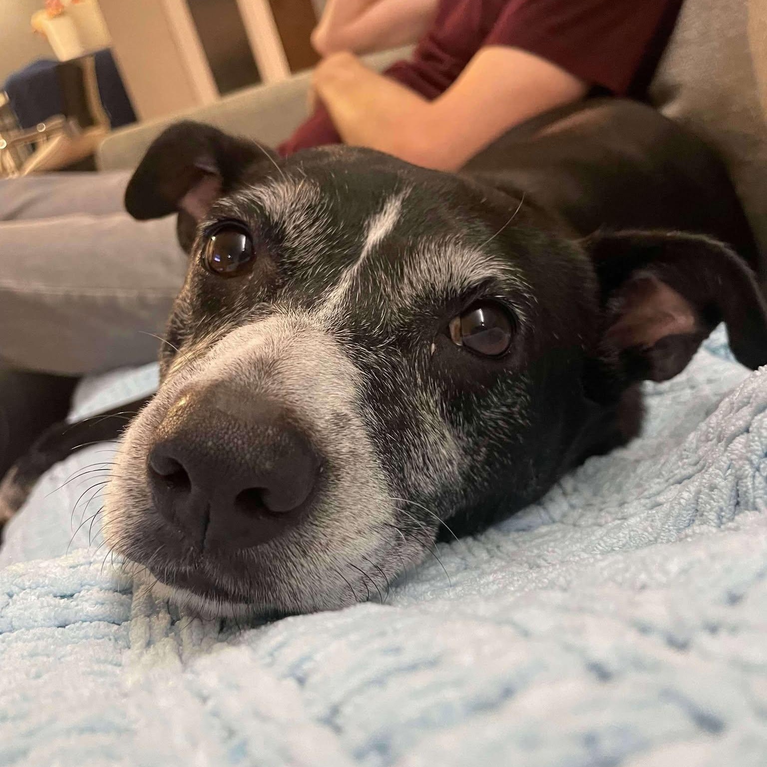 Enlarge Lilly, a Adoptable mixed breed in Wytheville , VA image 5/5