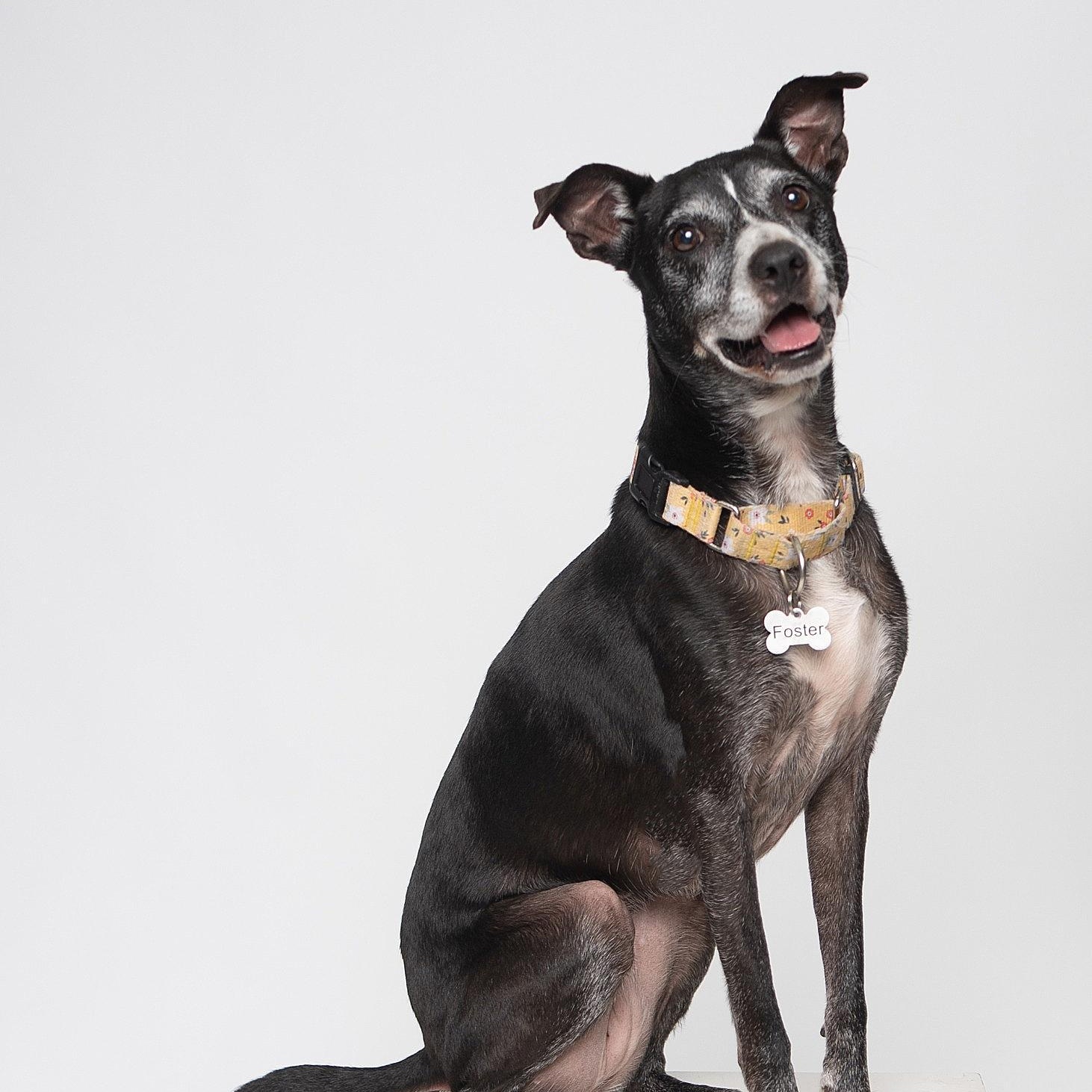 Enlarge Lilly, a Adoptable mixed breed in Wytheville , VA image 3/5