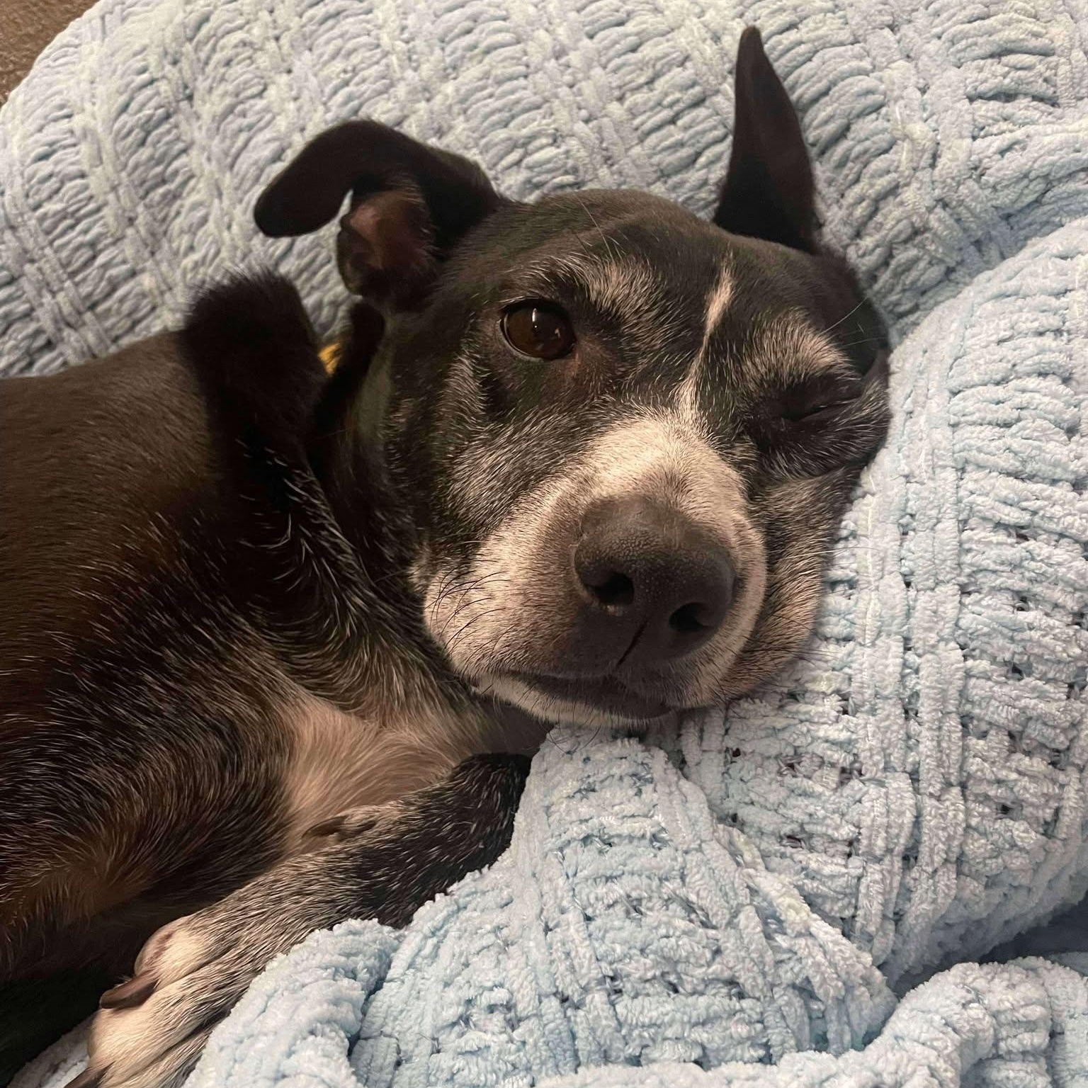 Enlarge Lilly, a Adoptable mixed breed in Wytheville , VA image 4/5