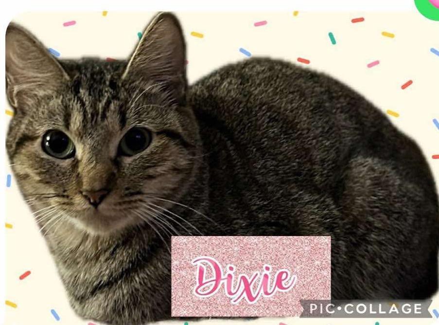 Dixie, Adoptable, Adult Female Domestic Short Hair.