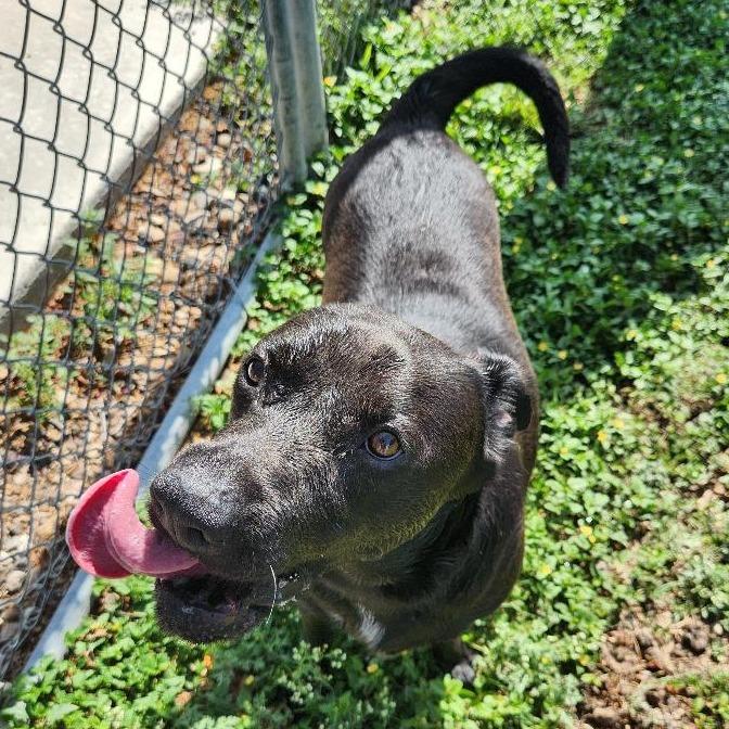 Kimbo Paws, Adoptable, Adult Male Black Labrador Retriever.