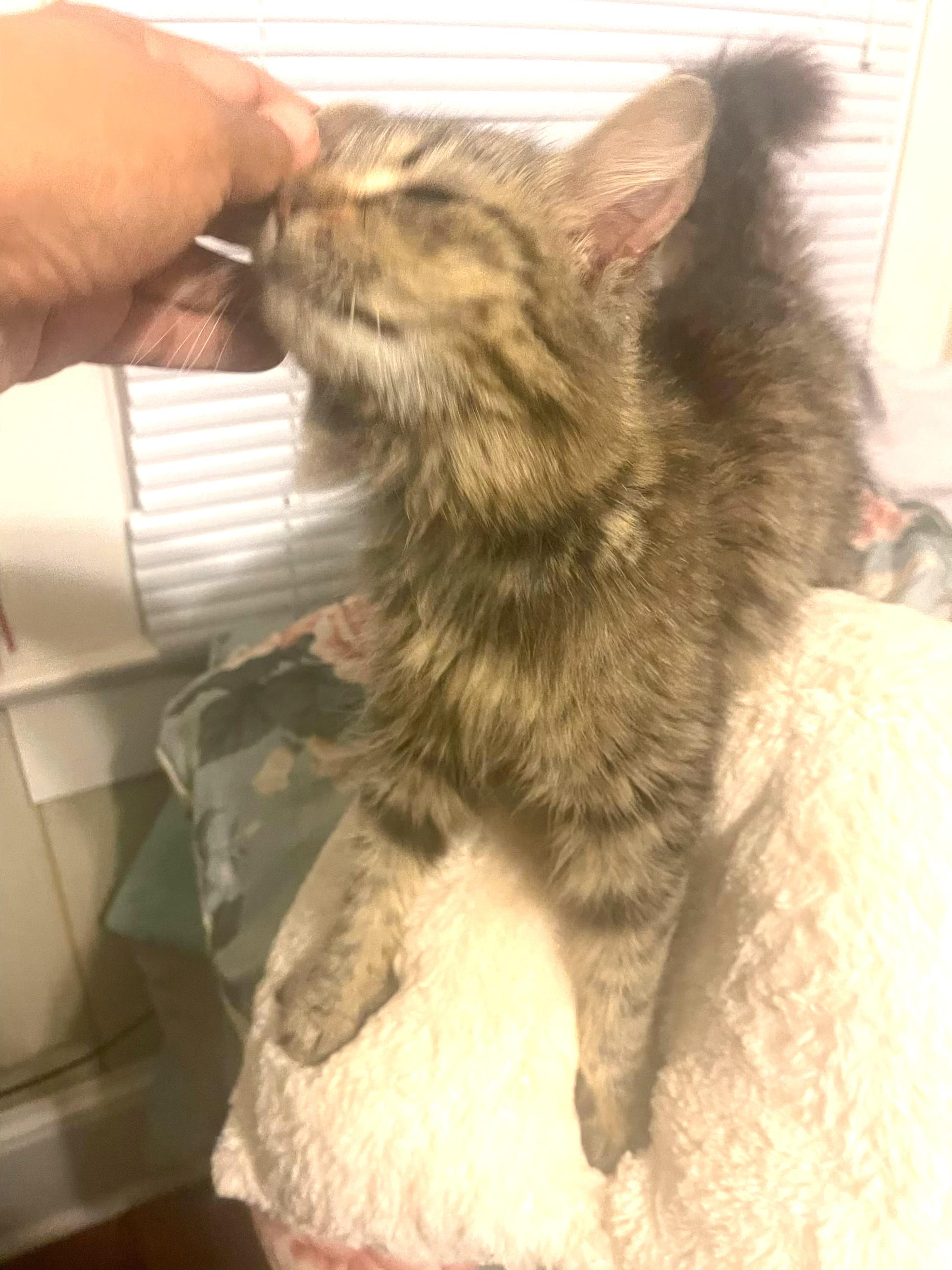 Willow, a Adoptable Domestic Long Hair in Charlotte, NC image 3/6