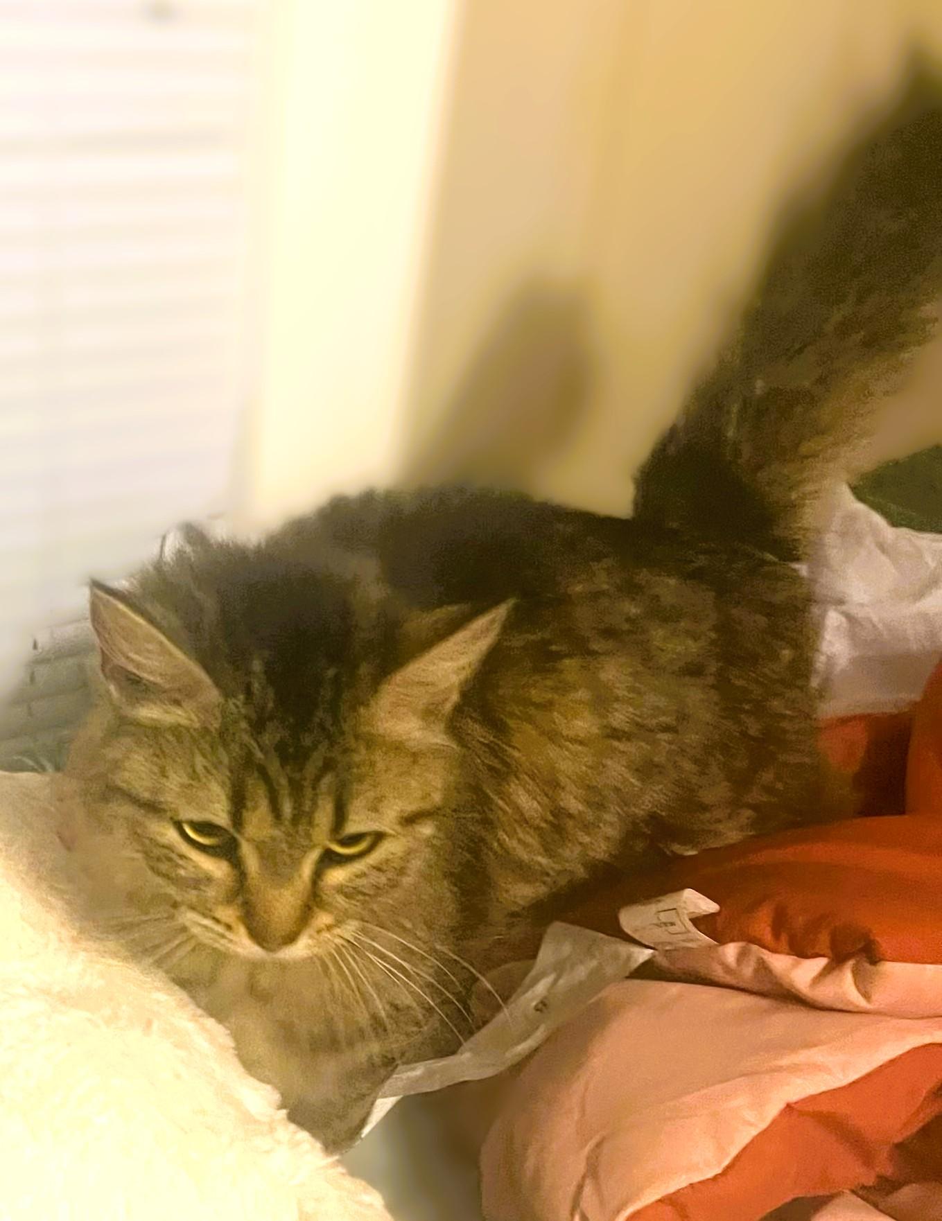 Willow, a Adoptable Domestic Long Hair in Charlotte, NC image 6/6