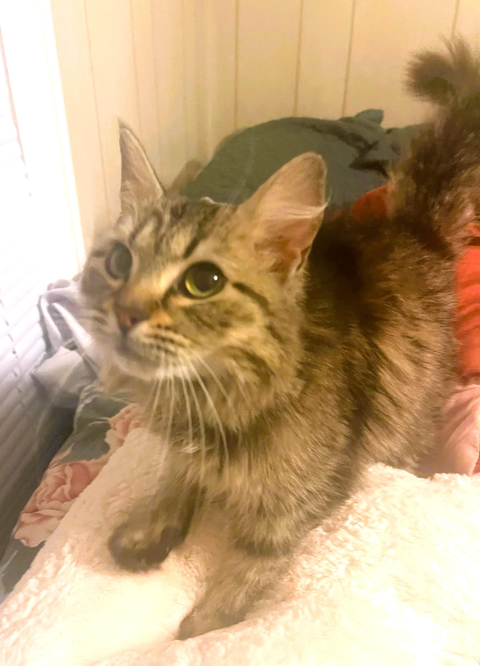 Willow, a Adoptable Domestic Long Hair in Charlotte, NC image 5/6