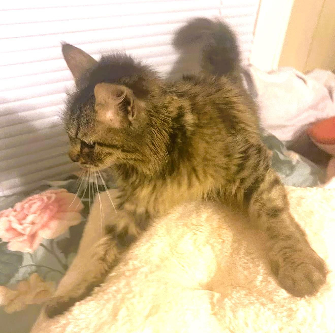 Willow, a Adoptable Domestic Long Hair in Charlotte, NC image 2/6