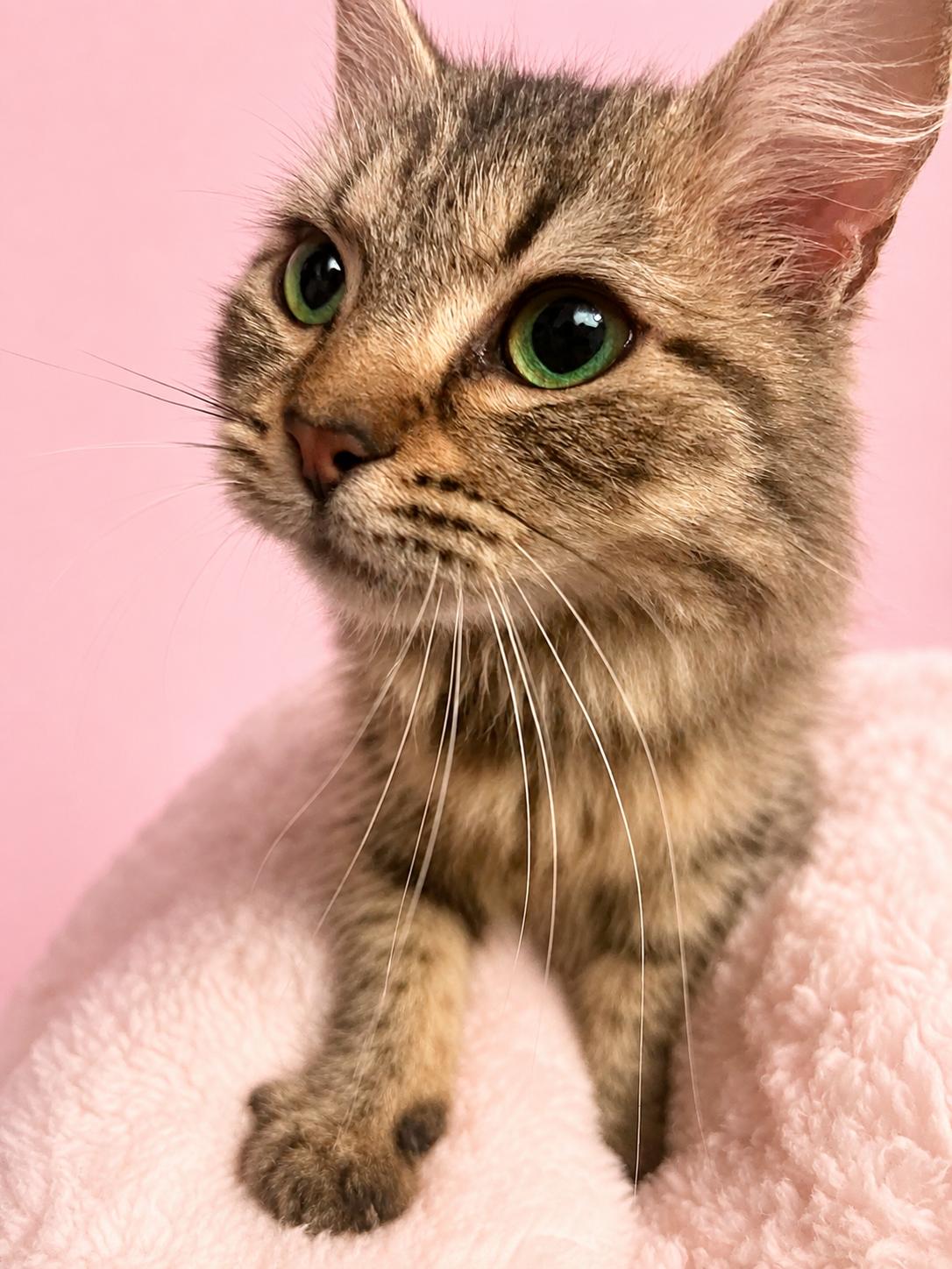Willow, Adoptable, Young Female Domestic Long Hair.