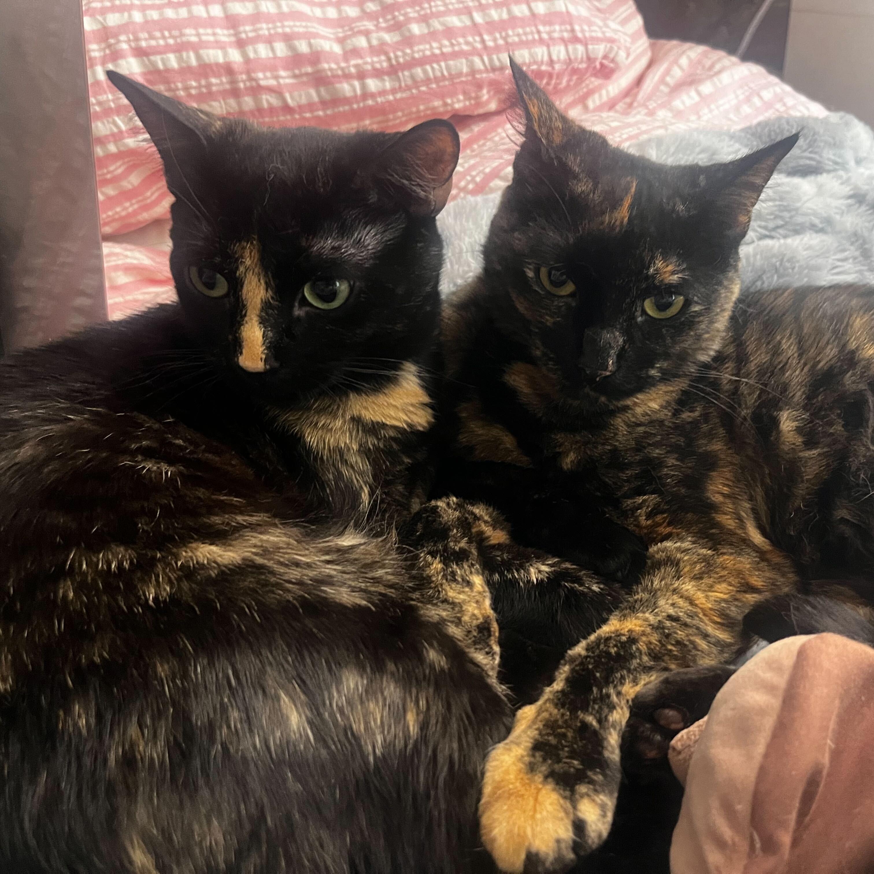 Octane & Rione, adopted, Young Female Domestic Short Hair.