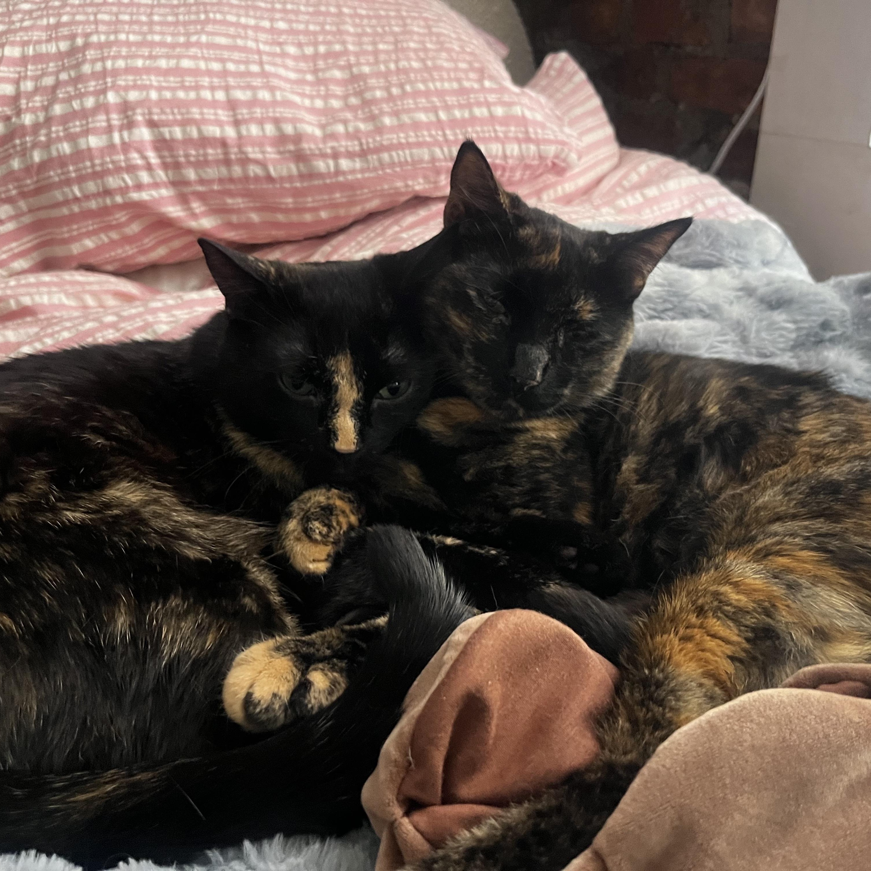 Octane & Rione, an adopted Domestic Short Hair in Waltham, MA image 4/6