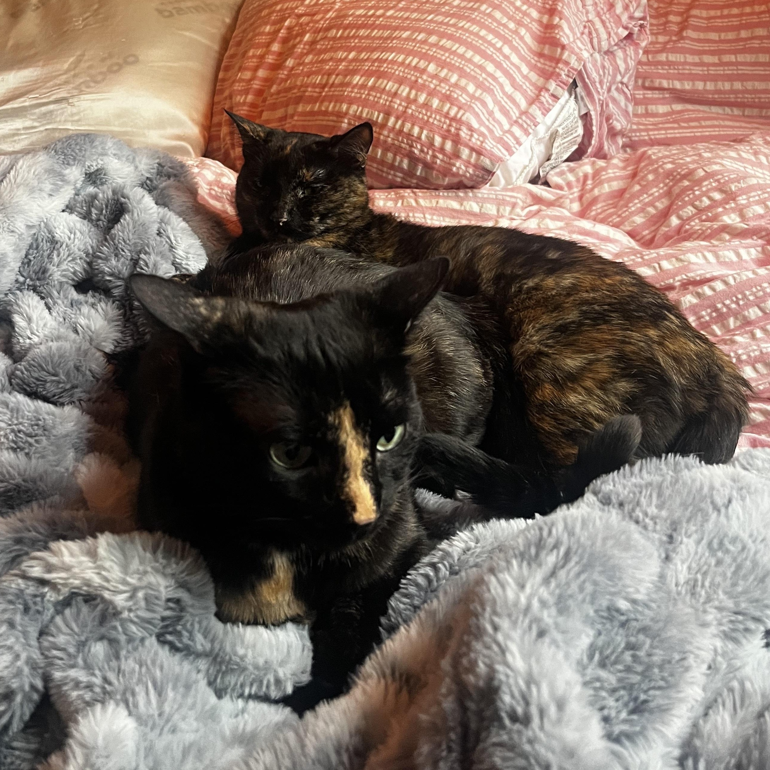 Octane & Rione, an adopted Domestic Short Hair in Waltham, MA image 6/6