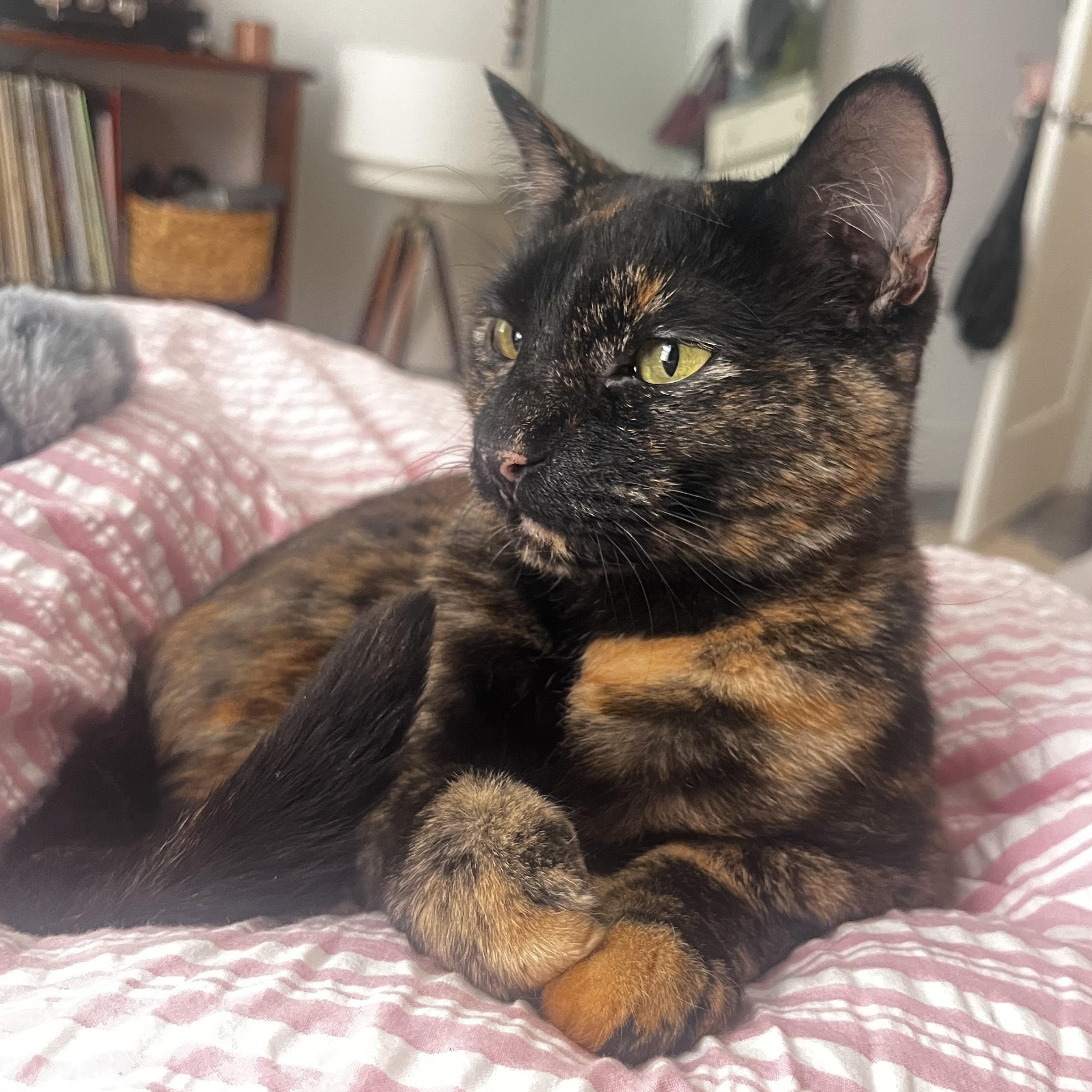 Octane & Rione, an adopted Domestic Short Hair in Waltham, MA image 2/6