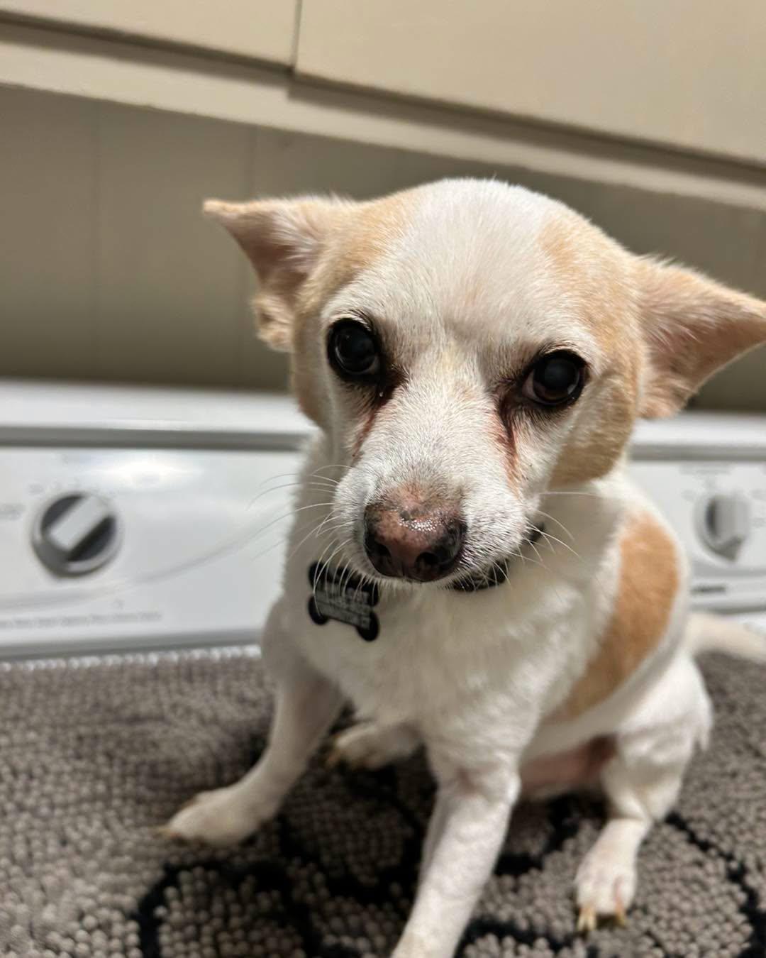 Tippy Toe, Adoptable, Senior Male Chihuahua.