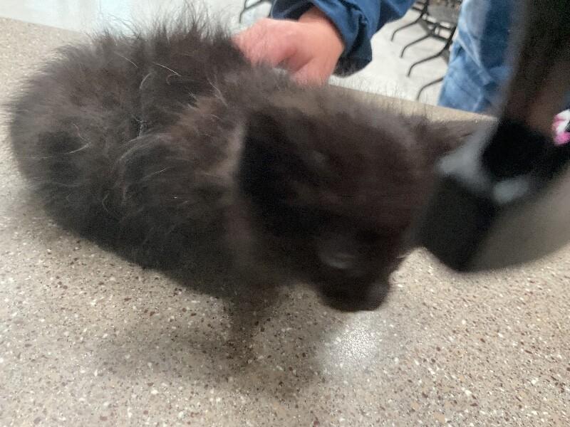 Uno, Adoptable, Kitten Female Domestic Short Hair.