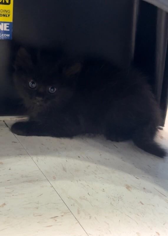 Enlarge Uno, a Adoptable Domestic Short Hair in Hobbs, NM image 2/6