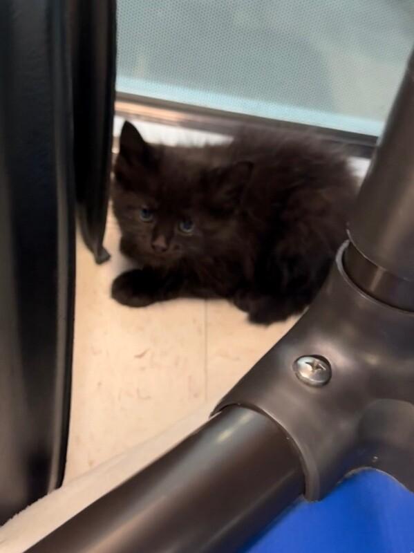 Enlarge Uno, a Adoptable Domestic Short Hair in Hobbs, NM image 3/6