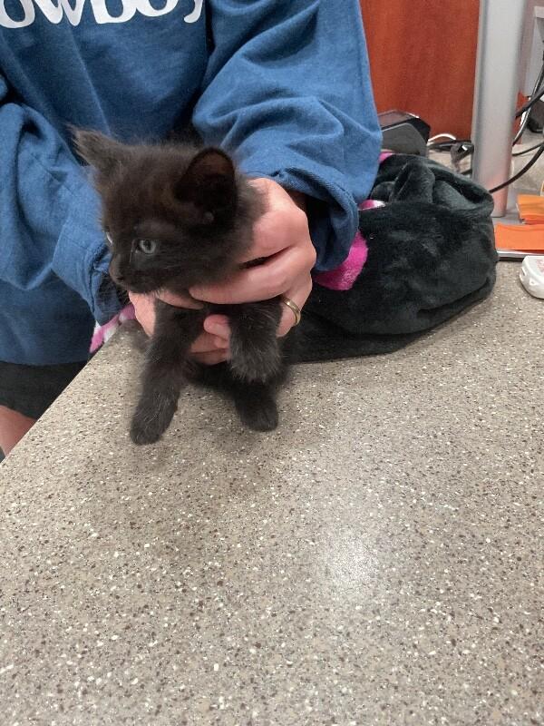 Enlarge Uno, a Adoptable Domestic Short Hair in Hobbs, NM image 4/6