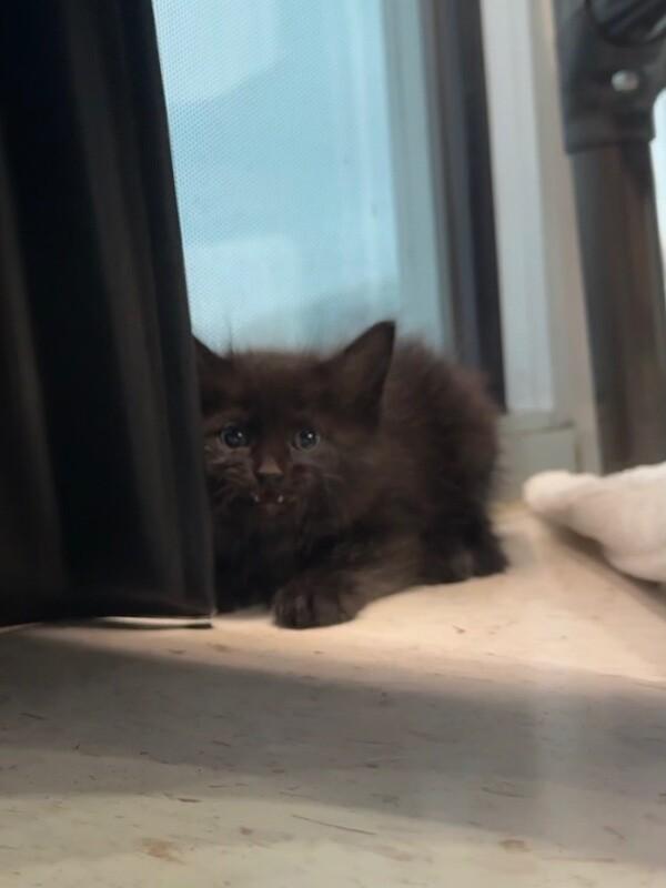 Enlarge Uno, a Adoptable Domestic Short Hair in Hobbs, NM image 6/6