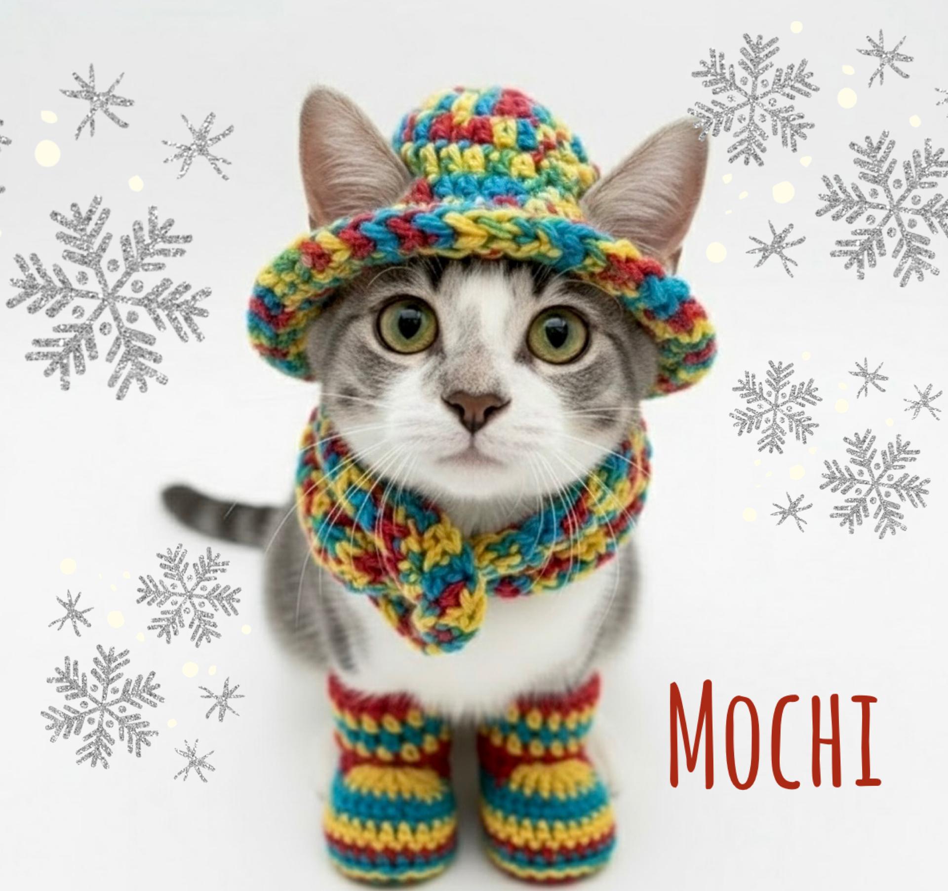 Mochi Love, adopted, Kitten Male Domestic Short Hair.