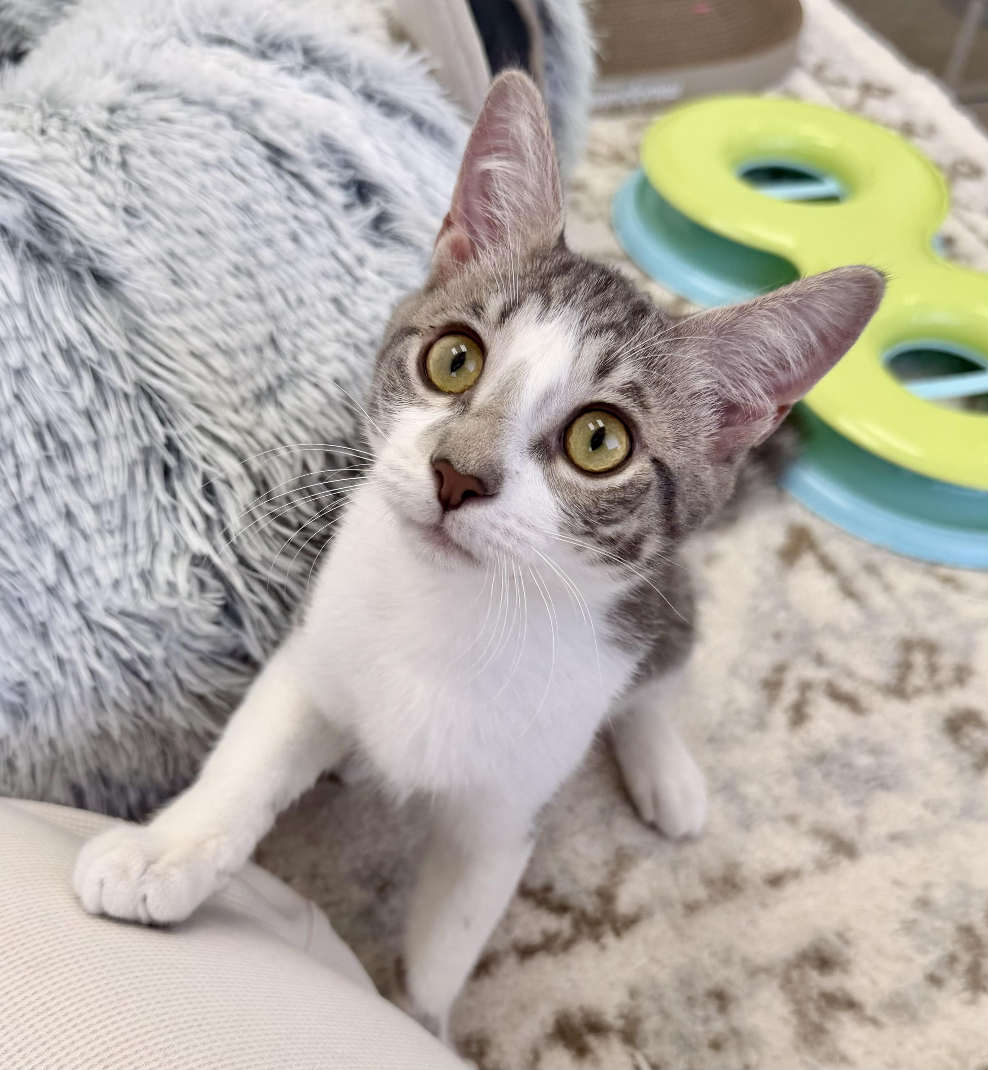 Enlarge Mochi Love, an adopted Domestic Short Hair in Warwick, RI image 2/4