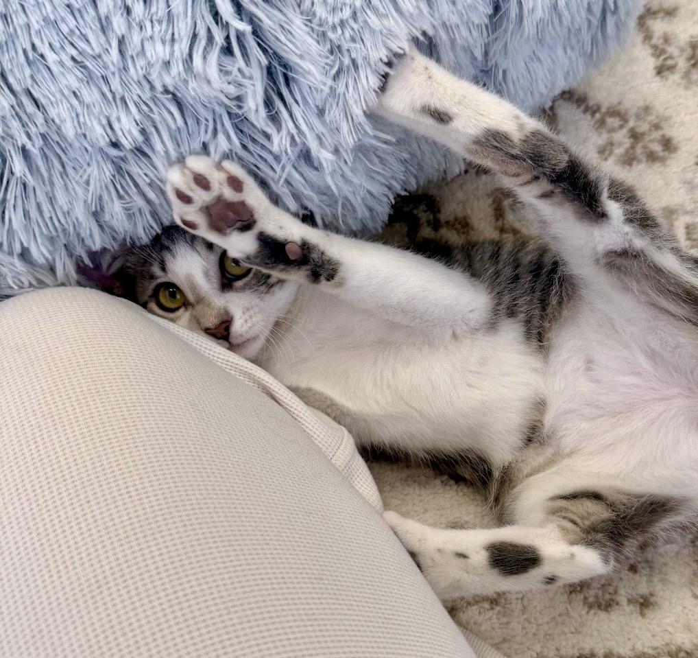 Enlarge Mochi Love, an adopted Domestic Short Hair in Warwick, RI image 4/4