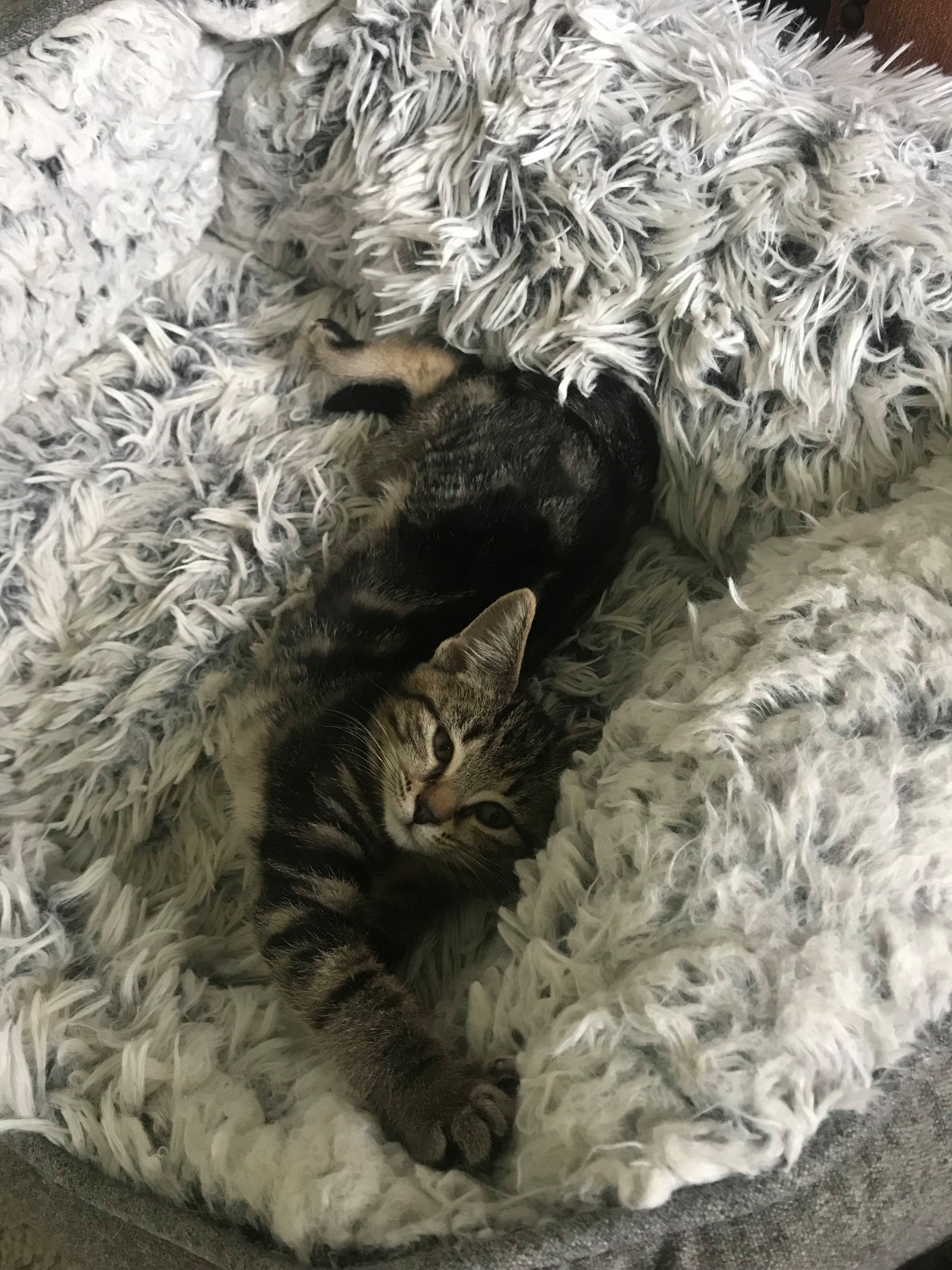 Rosey Posey, Adoptable, Adult Female Domestic Short Hair & Tabby.