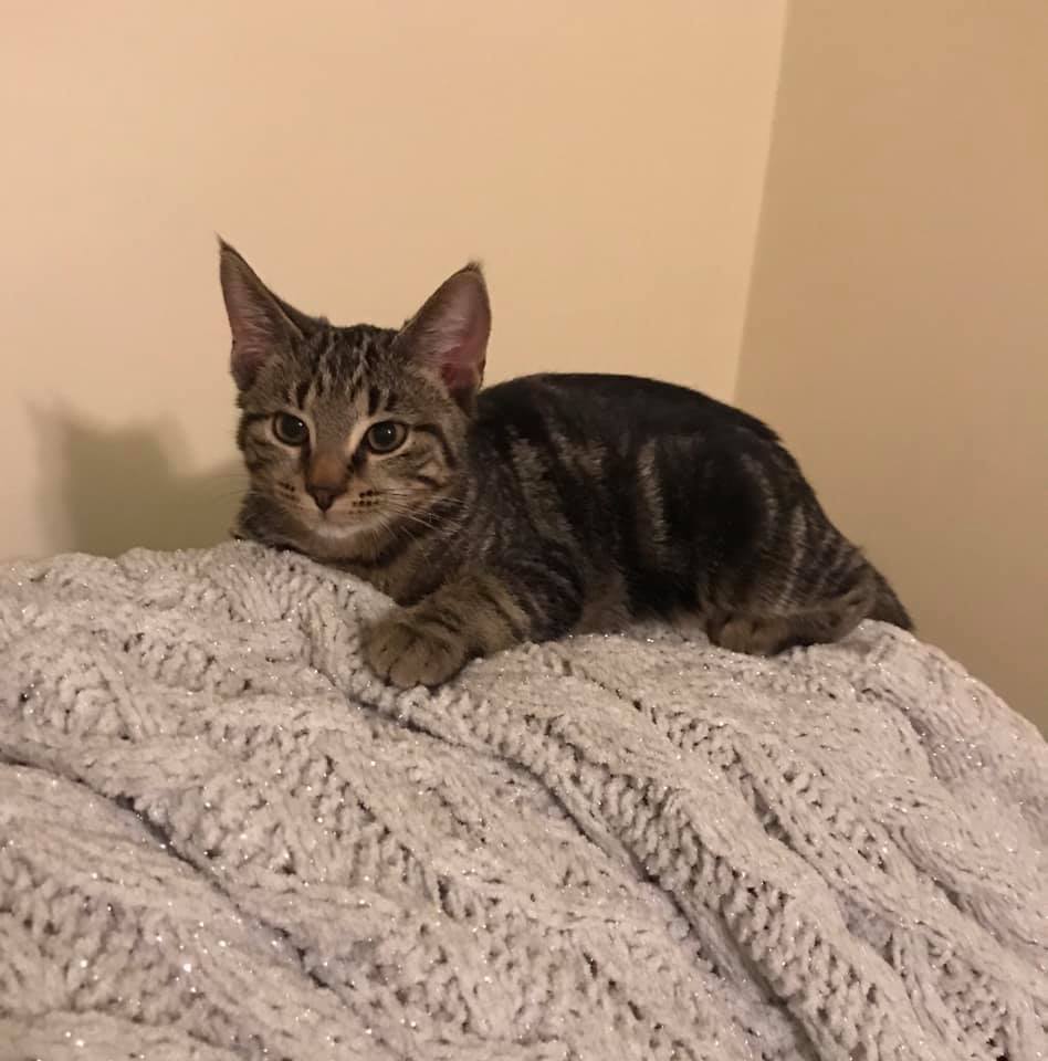 Rosey Posey, a Adoptable mixed breed in Crown Point, IN image 2/12