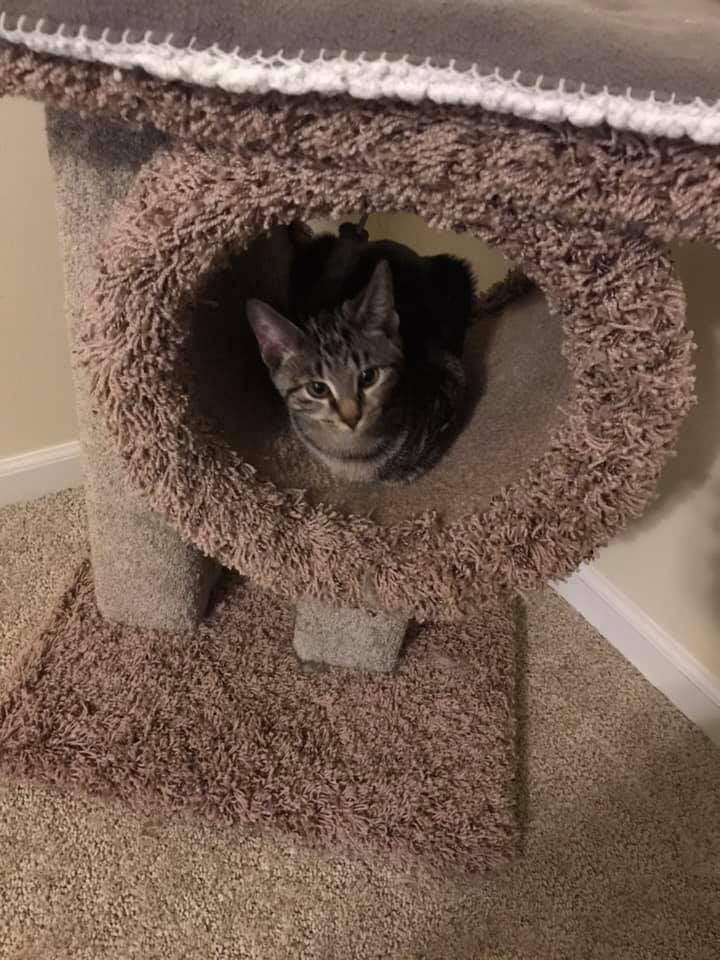 Rosey Posey, a Adoptable mixed breed in Crown Point, IN image 4/12