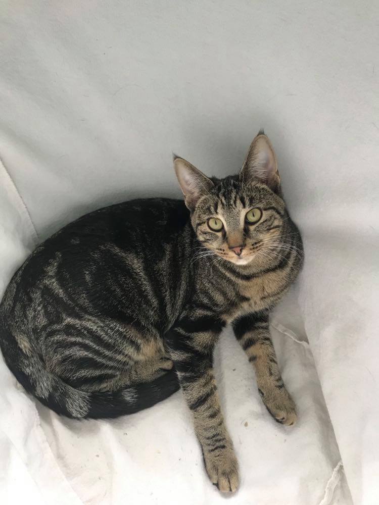 Rosey Posey, a Adoptable mixed breed in Crown Point, IN image 5/12