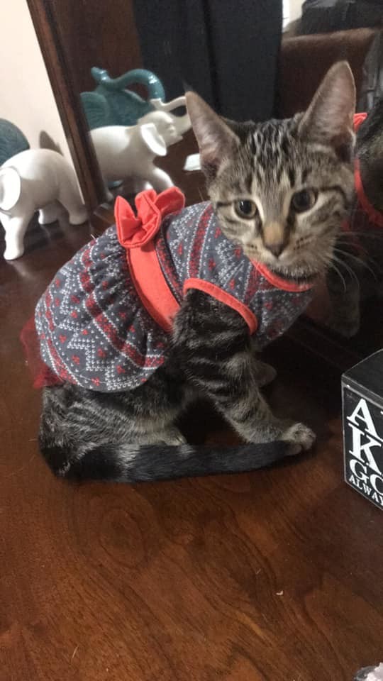 Rosey Posey, a Adoptable mixed breed in Crown Point, IN image 6/12