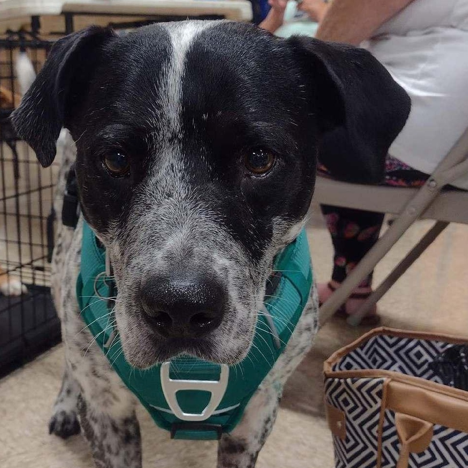 Enlarge Dave Freckles, a ADOPTABLE mixed breed in Yukon, OK image 2/5