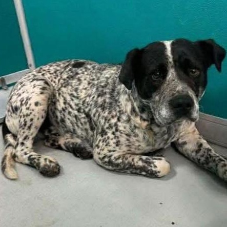 Enlarge Freckles, a ADOPTABLE mixed breed in Yukon, OK image 2/2