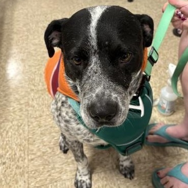 Enlarge Dave Freckles, a ADOPTABLE mixed breed in Yukon, OK image 4/5