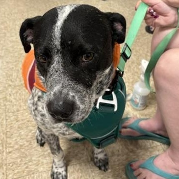 Dave Freckles, ADOPTABLE, Young Male German Shorthaired Pointer.