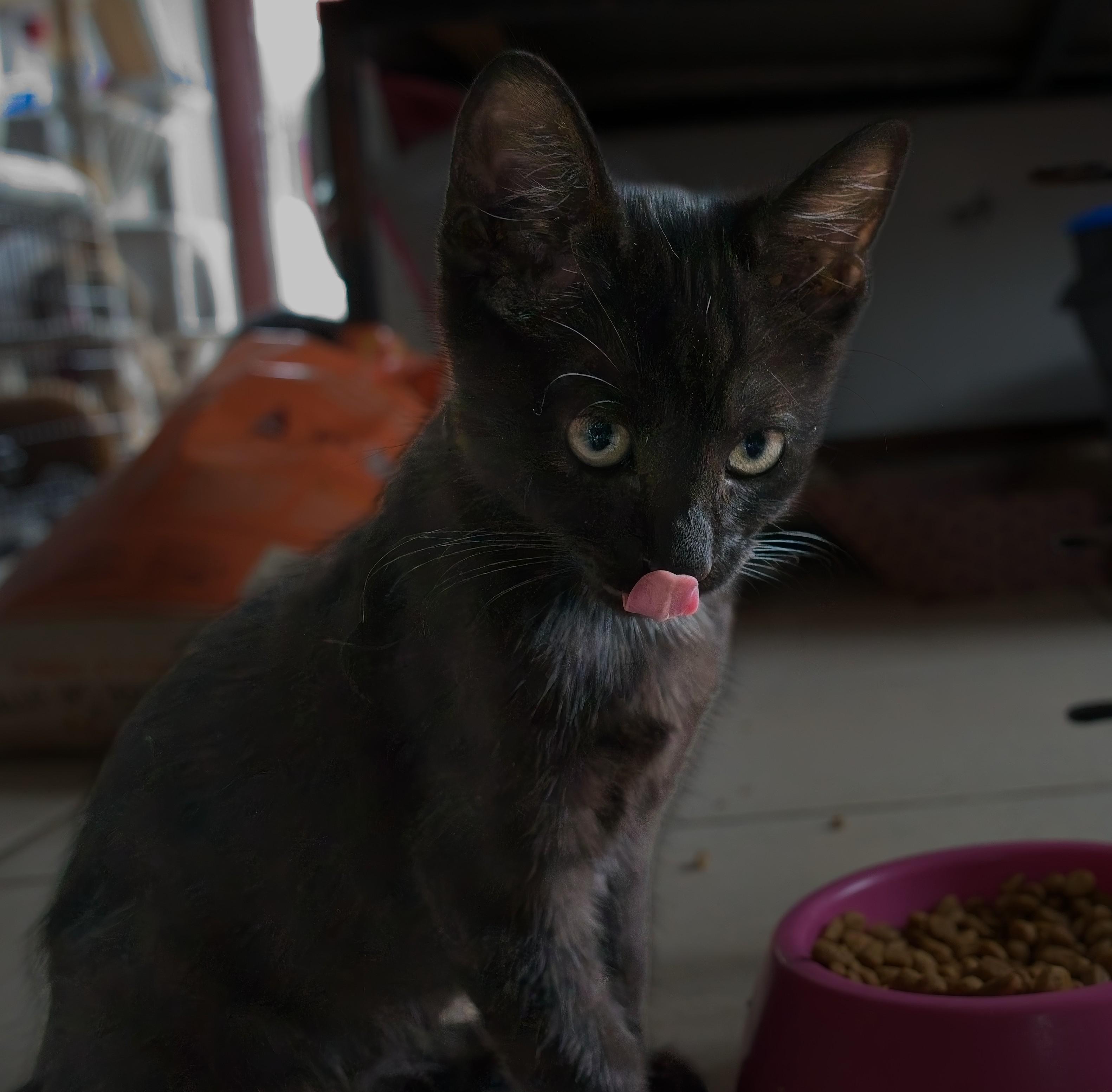 Enlarge ELVIS, a Adopted Domestic Short Hair in Owensboro, KY image 3/6