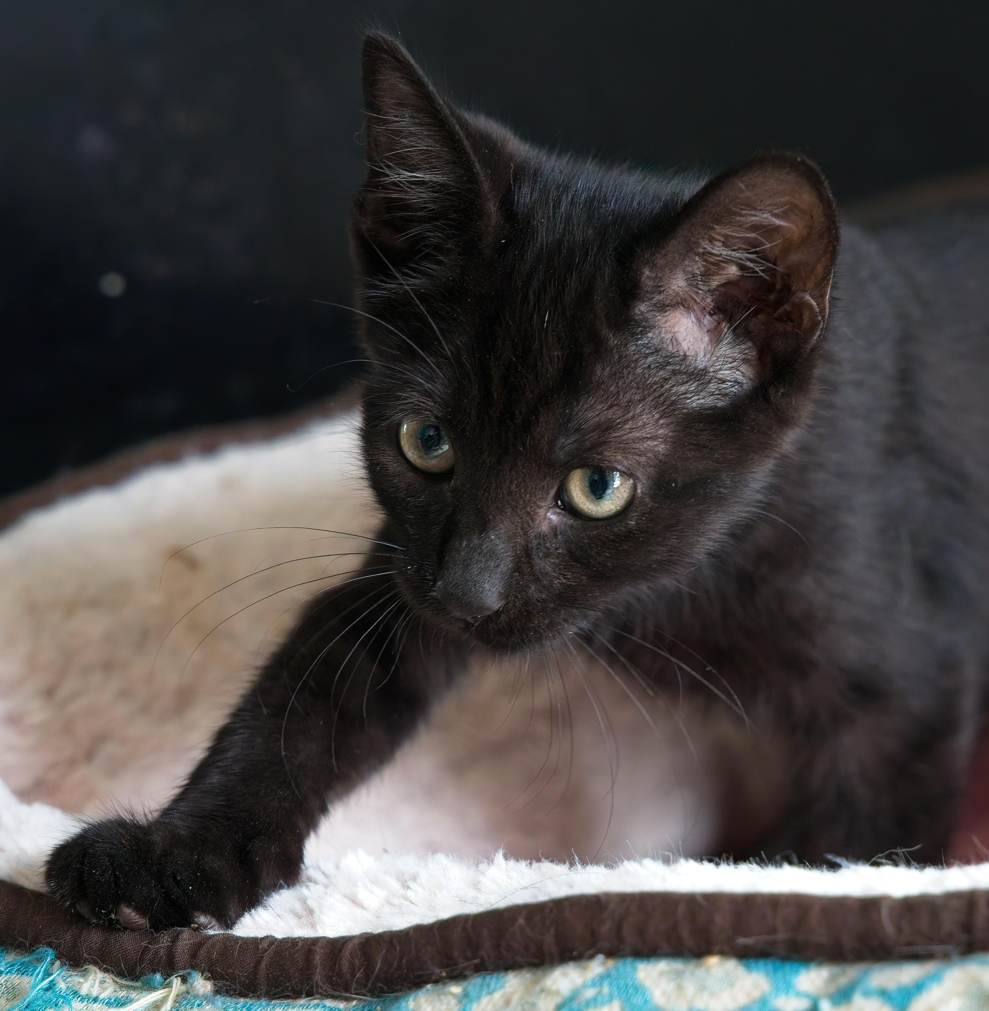 Enlarge ELVIS, a Adopted Domestic Short Hair in Owensboro, KY image 5/6