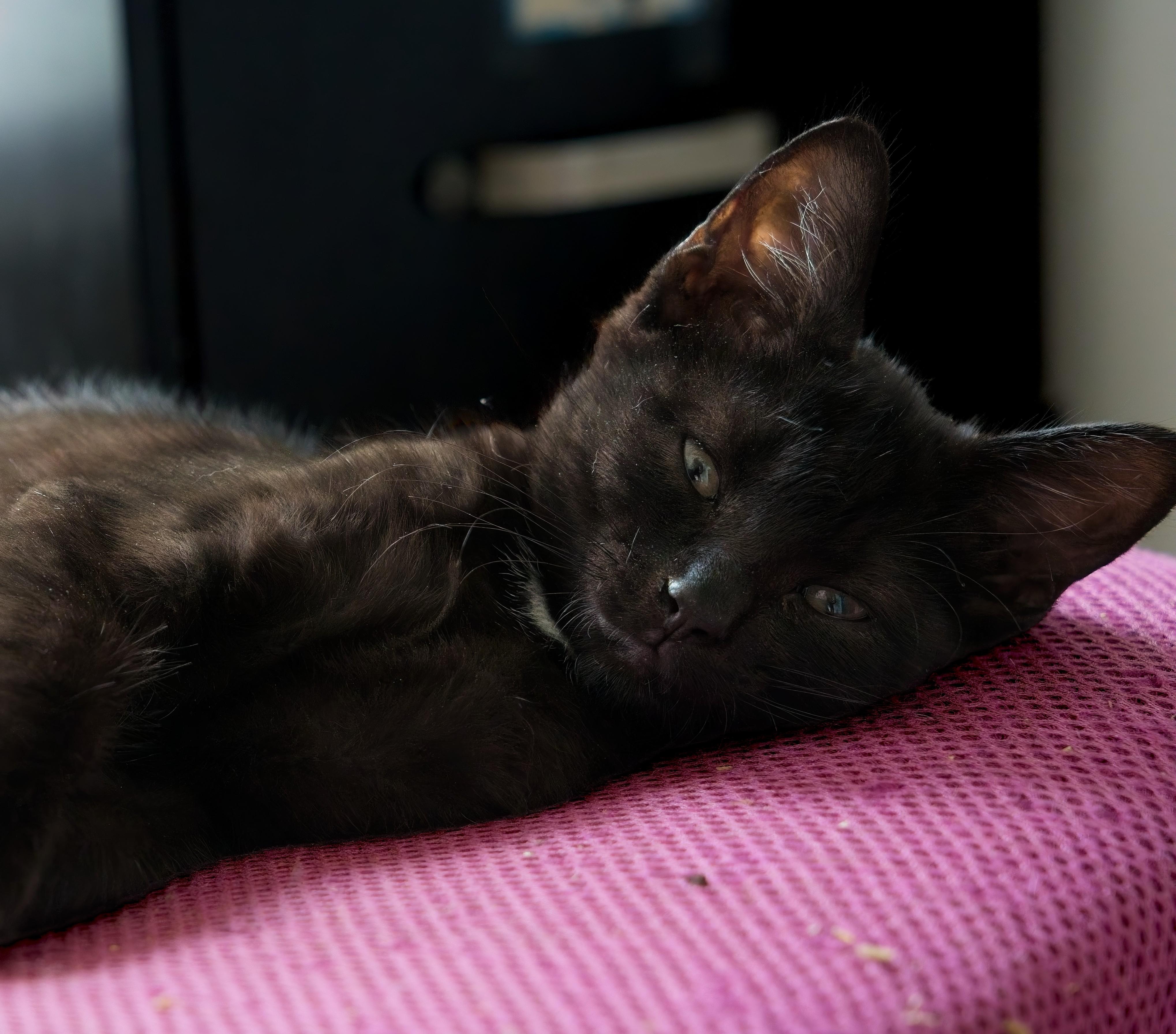 Enlarge ELVIS, a Adopted Domestic Short Hair in Owensboro, KY image 2/6