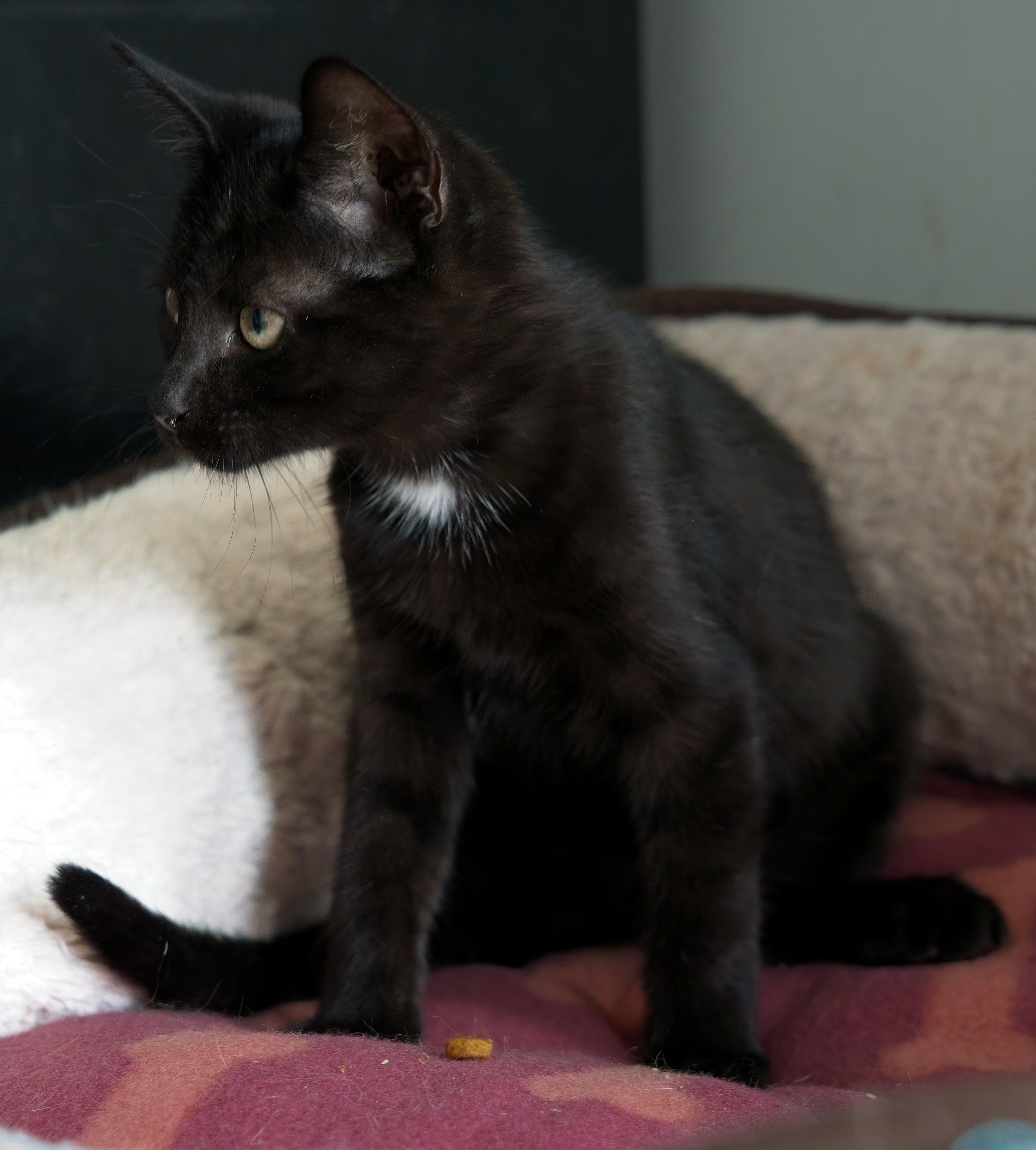 Enlarge ELVIS, a Adopted Domestic Short Hair in Owensboro, KY image 4/6